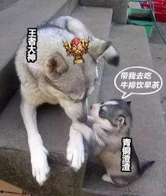 娱乐吃瓜酱动物